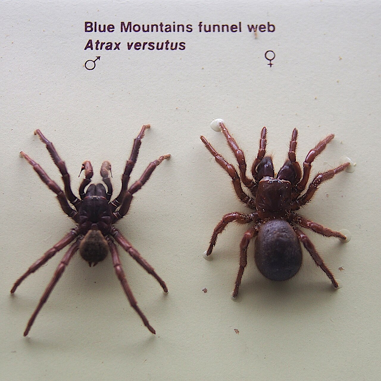 australian funnel web spiders spider photo
