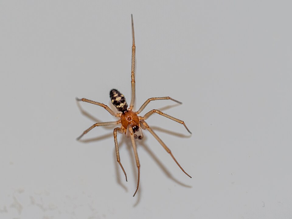 brown house spider cupboard spider spider photo
