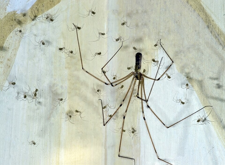 daddy long legs spider spider photo