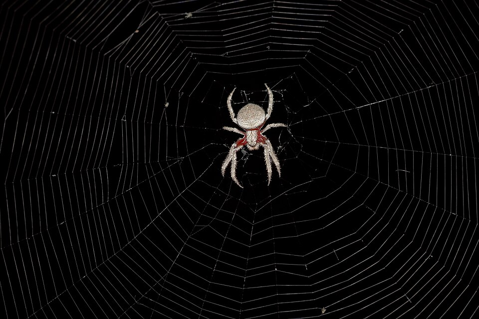 garden orb weaver spider photo
