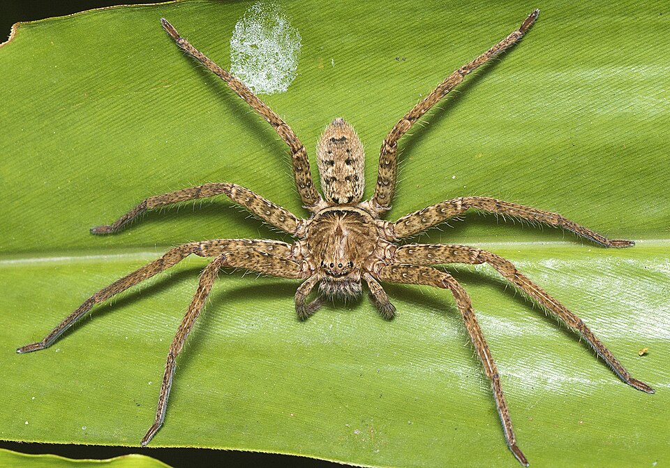 huntsman spider spider photo