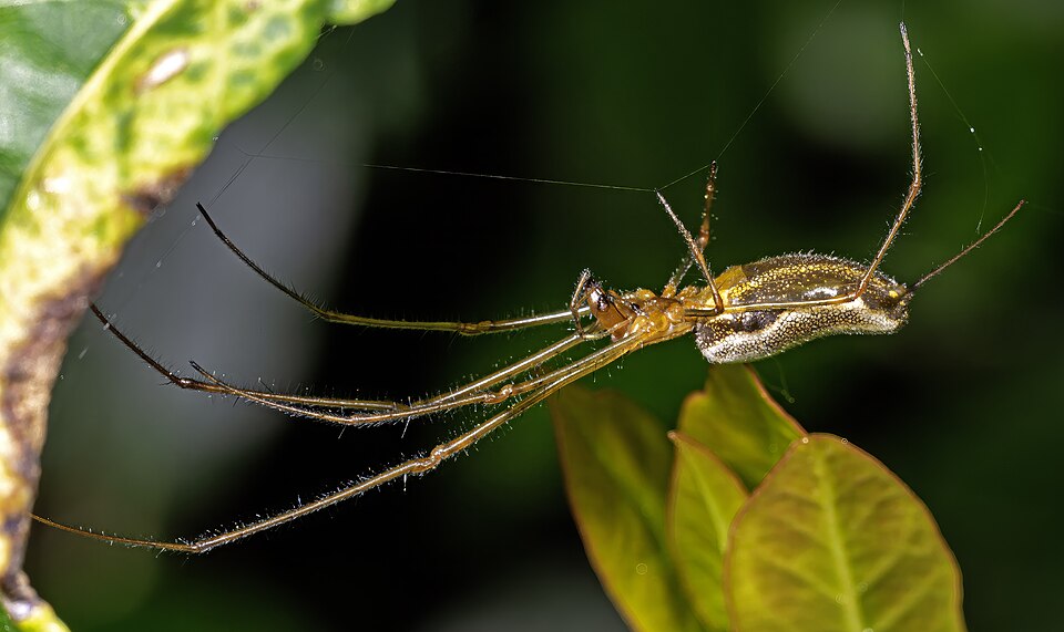 long jawed orb weaver spider photo