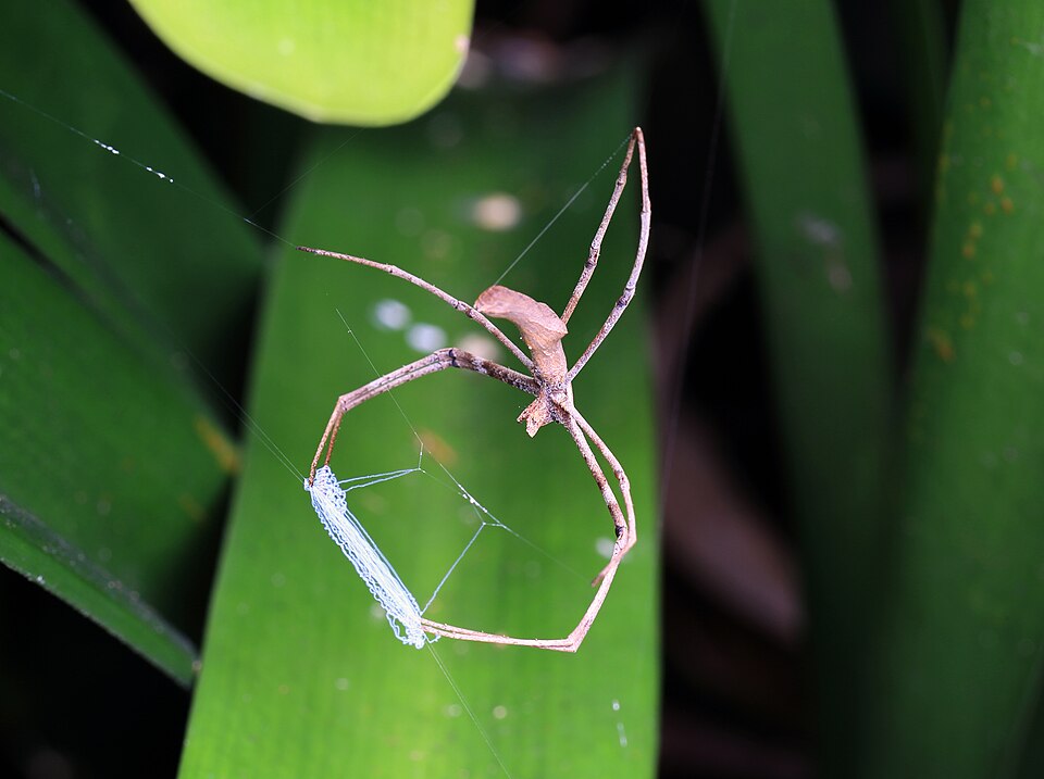 net casting spider spider photo