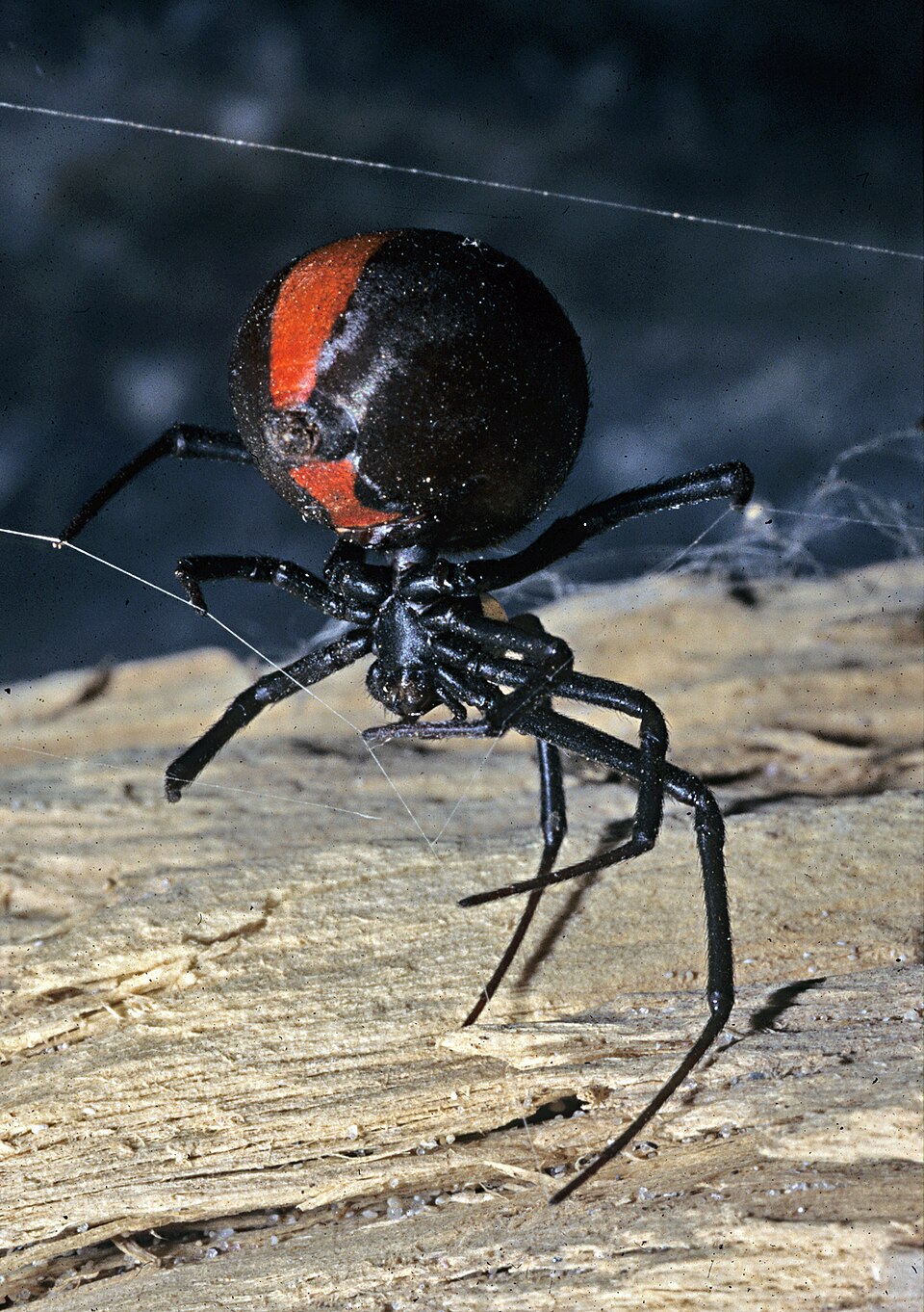 redback spider spider photo