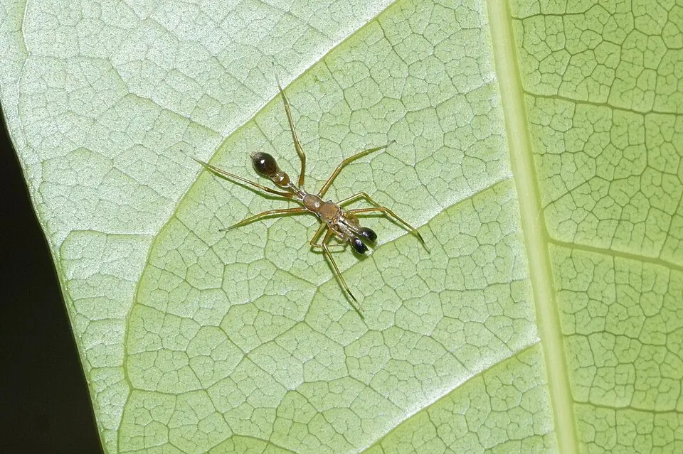 ant mimic spider spider photo