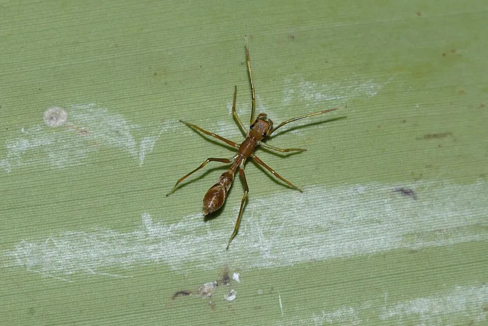 ant mimic spider spider photo