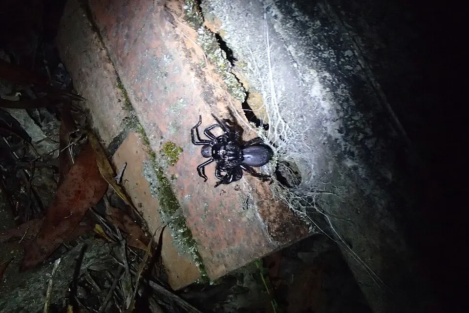 australian funnel web spiders spider photo