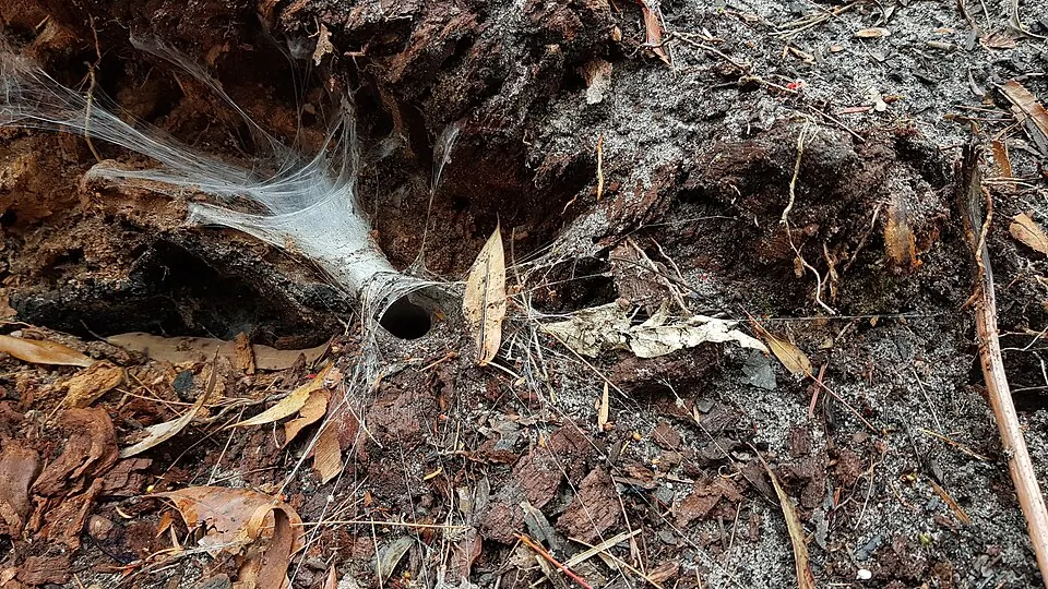 australian funnel web spiders spider photo