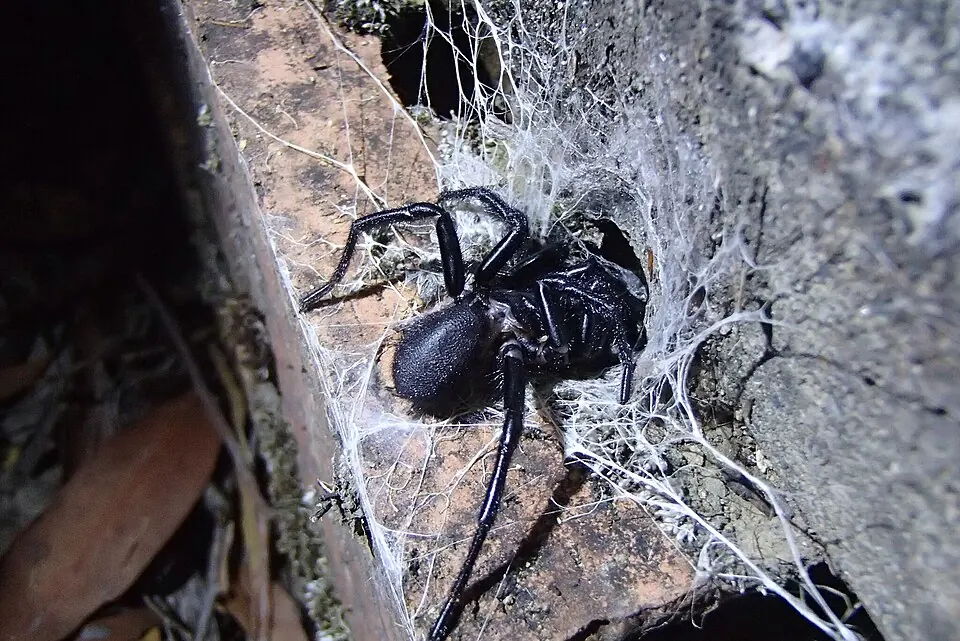 australian funnel web spiders spider photo