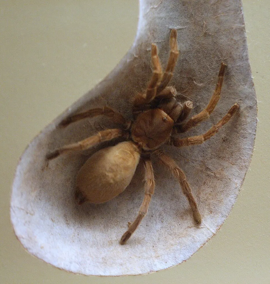 australian tarantula whistling spider spider photo