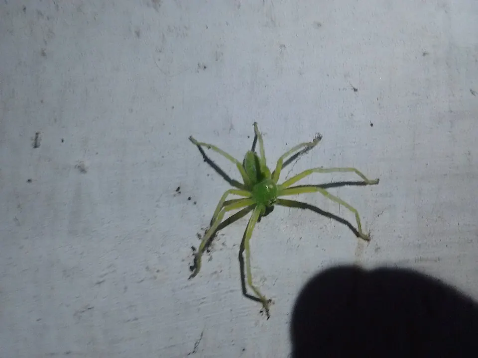 badge huntsman spider spider photo