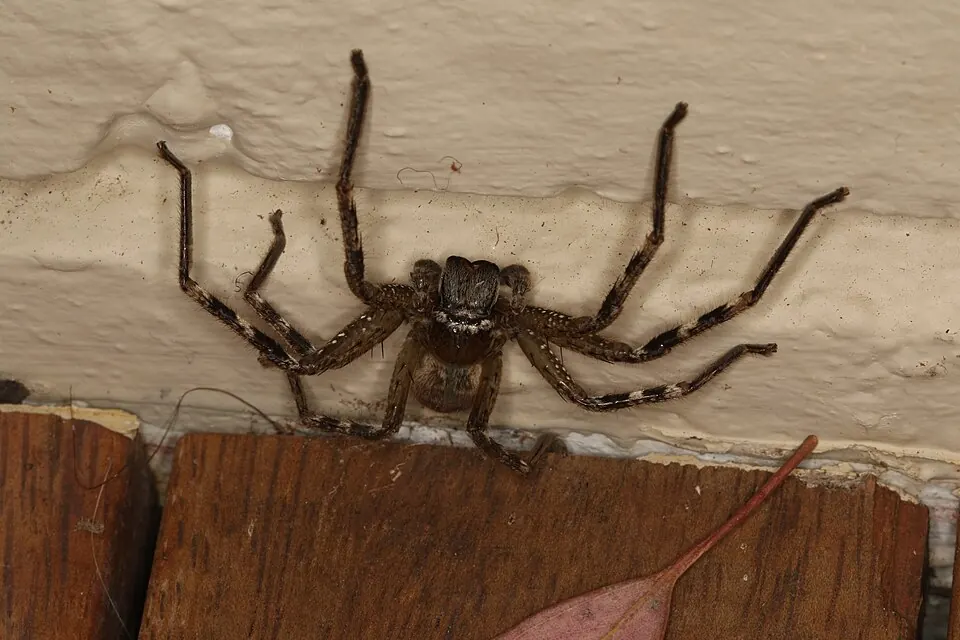 badge huntsman spider spider photo