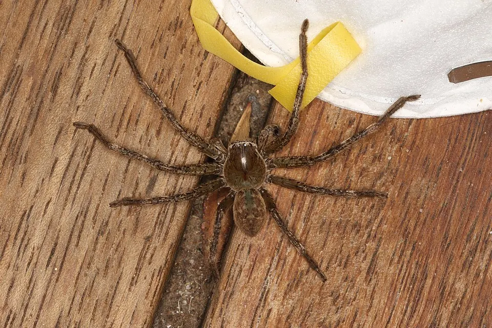 badge huntsman spider spider photo