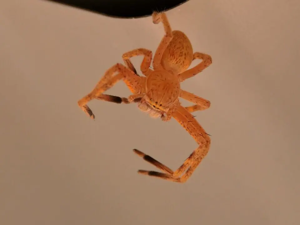 badge huntsman spider spider photo