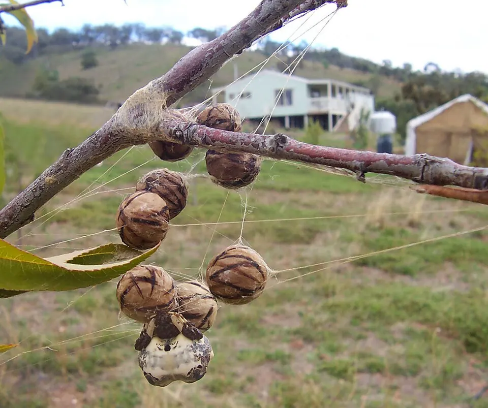 bird dropping spider spider photo