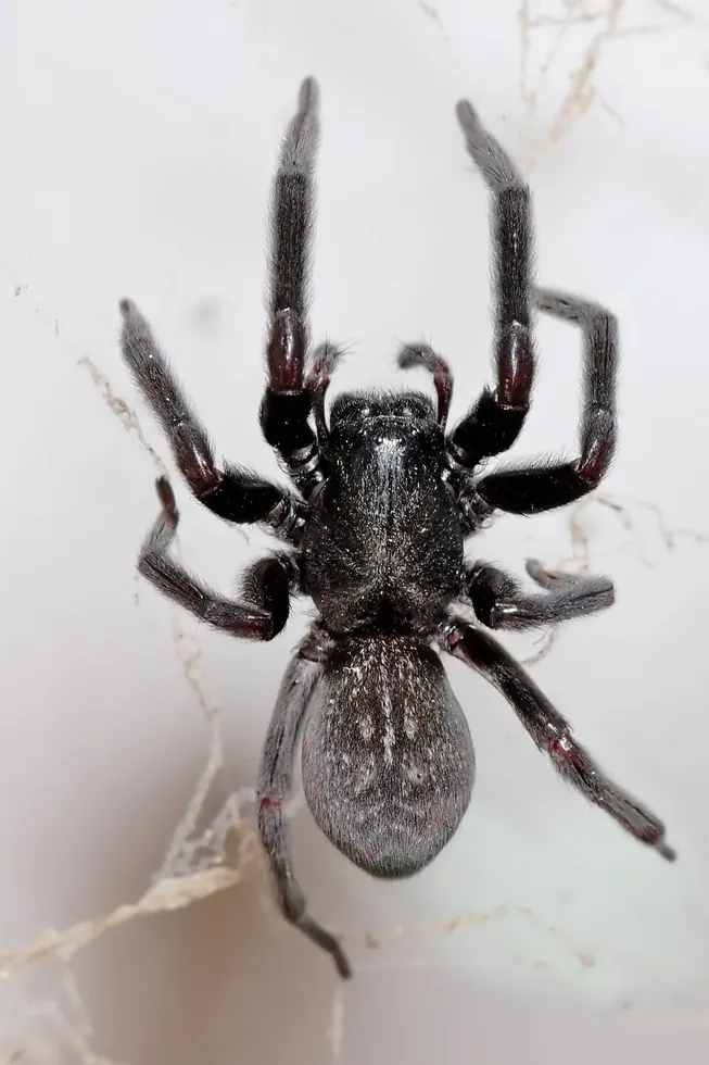 black house spider spider photo