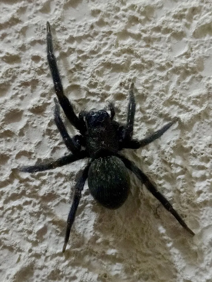 black house spider spider photo