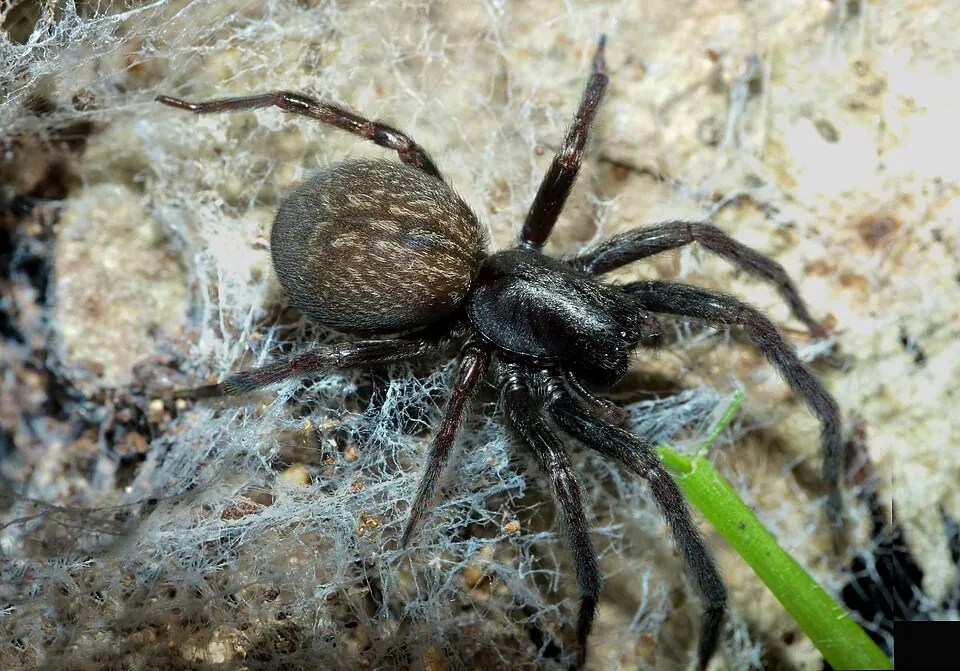 black house spider spider photo