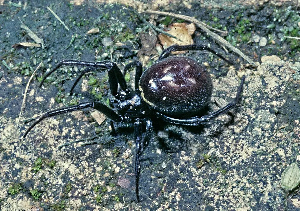 brown house spider cupboard spider spider photo