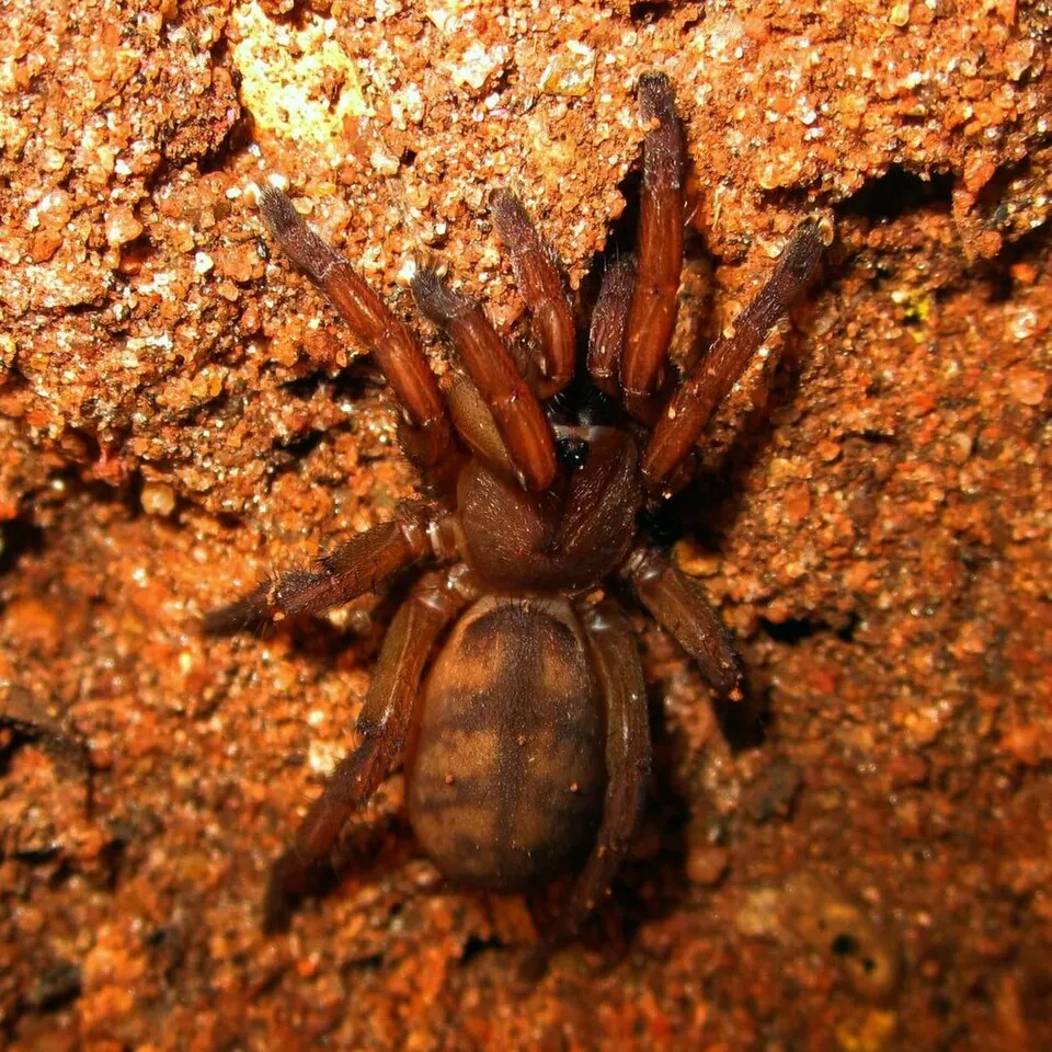 brush footed trapdoor spider spider photo