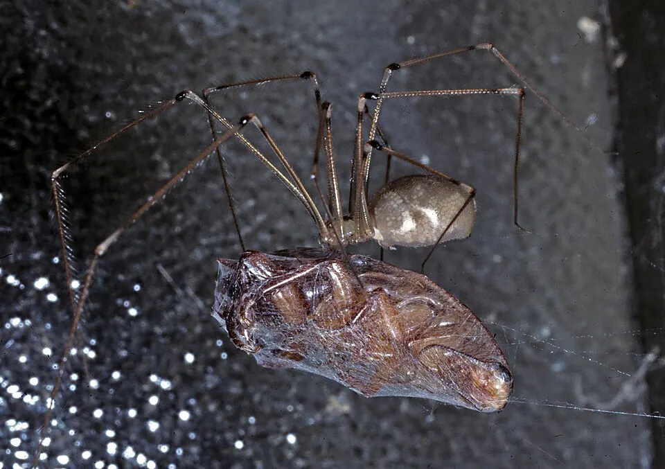 common house spider spider photo