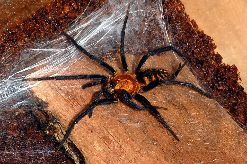 curtain web spider spider photo