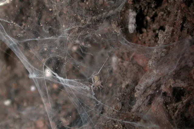 curtain web spider spider photo