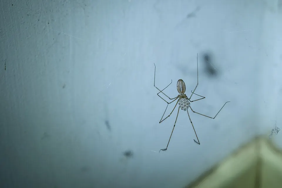 daddy long legs spider spider photo