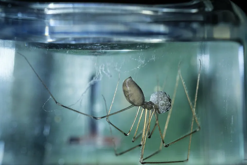 daddy long legs spider spider photo