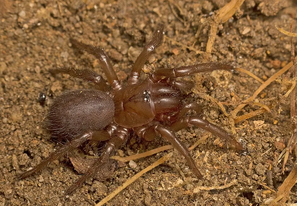 darling downs funnel web spider spider photo