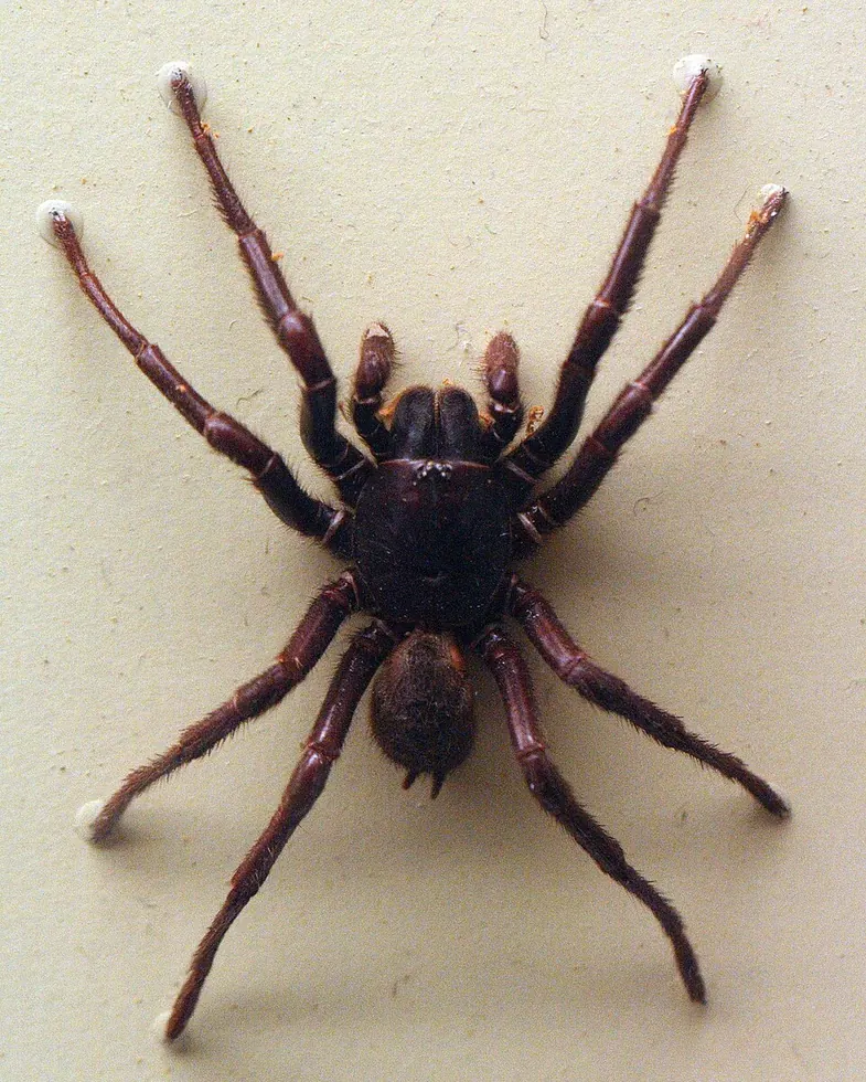 darling downs funnel web spider spider photo
