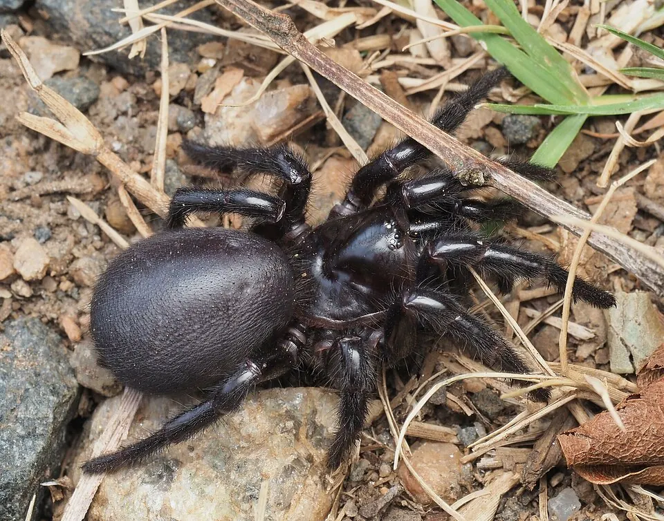 darling downs funnel web spider spider photo
