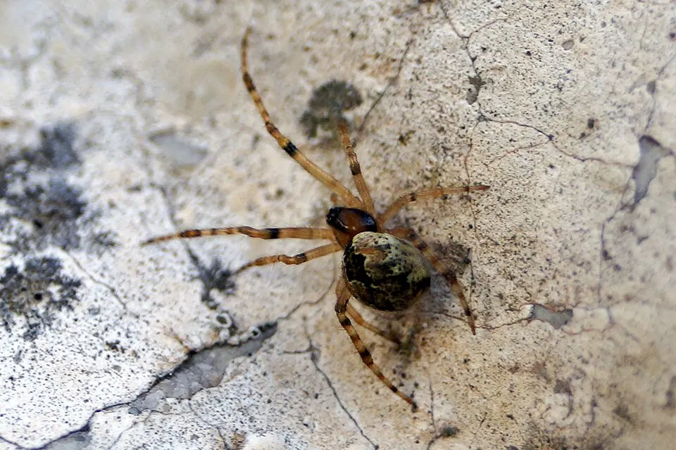 diamond comb footed spider spider photo