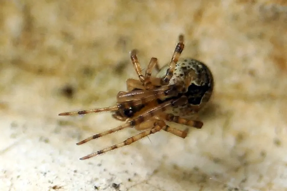 diamond comb footed spider spider photo