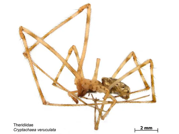 diamond comb footed spider spider photo