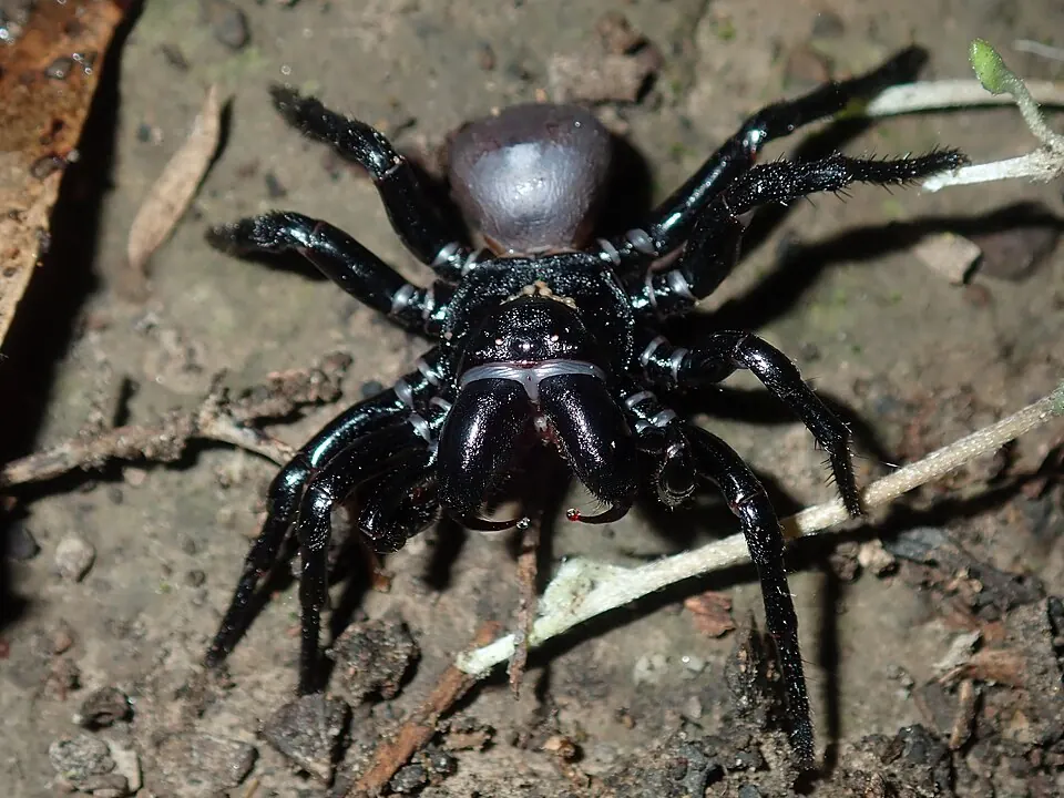 eastern mouse spider spider photo