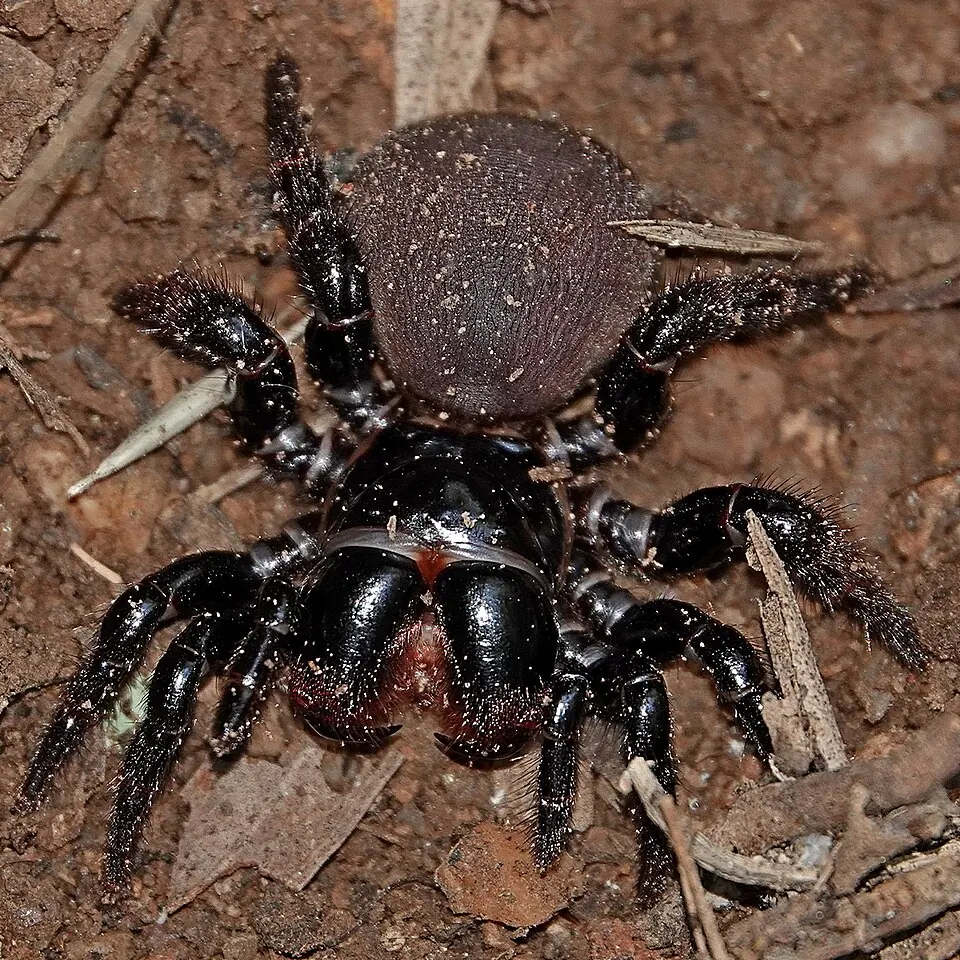 eastern mouse spider spider photo