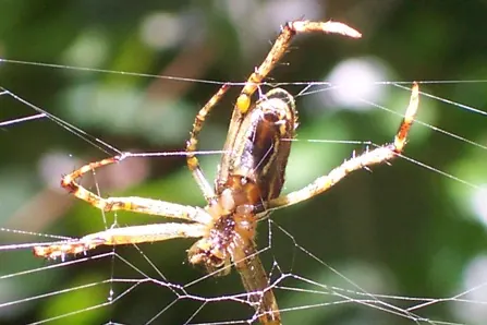 enamelled spider spider photo