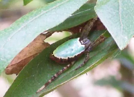 enamelled spider spider photo