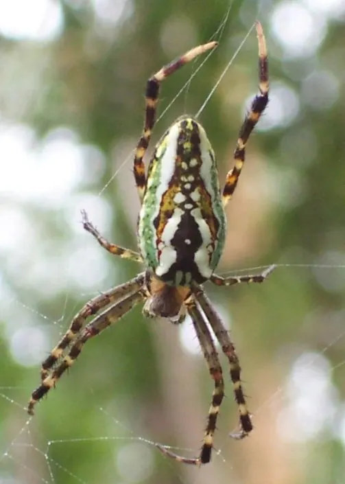 enamelled spider spider photo