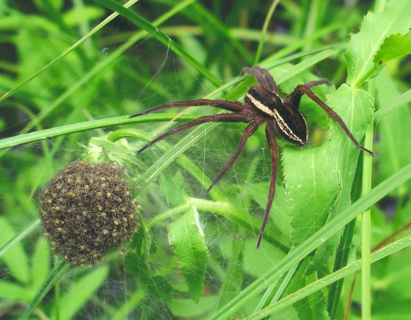 fishing spider spider photo