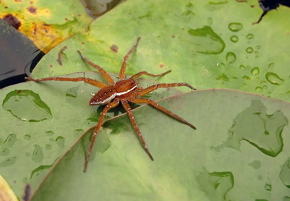 fishing spider spider photo