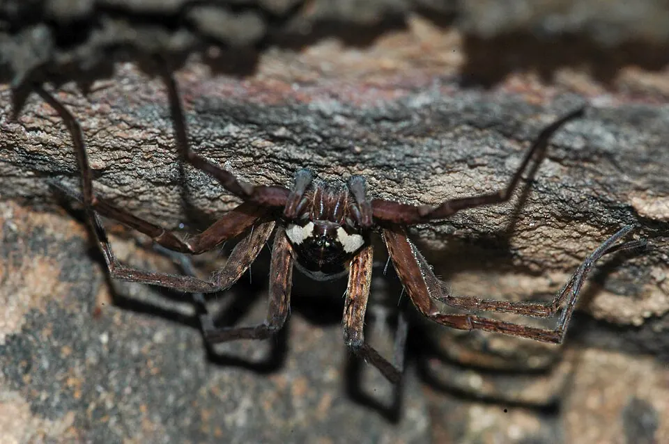 fishing spider spider photo