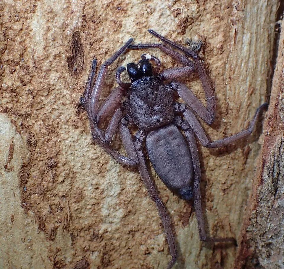 flattened bark spider spider photo