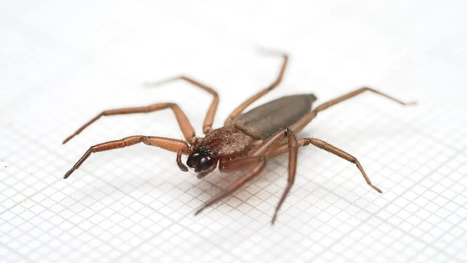 flattened bark spider spider photo