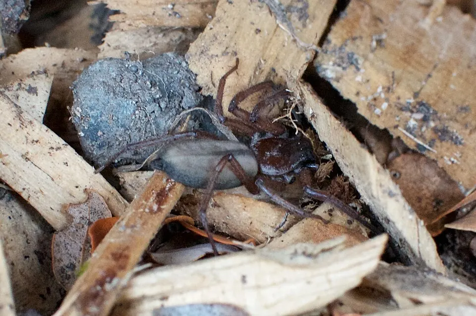 flattened bark spider spider photo