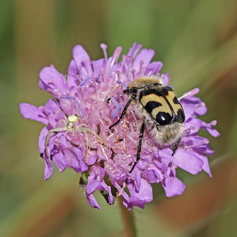 flower crab spider spider photo