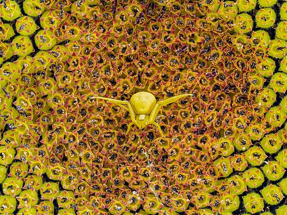 flower crab spider spider photo