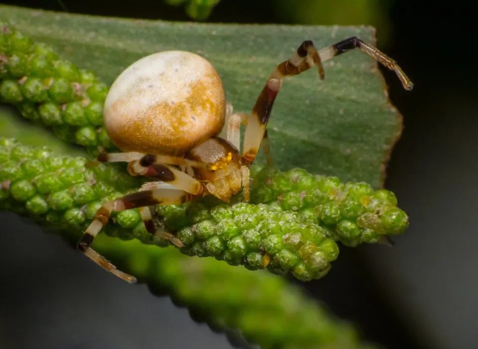 flower crab spider spider photo