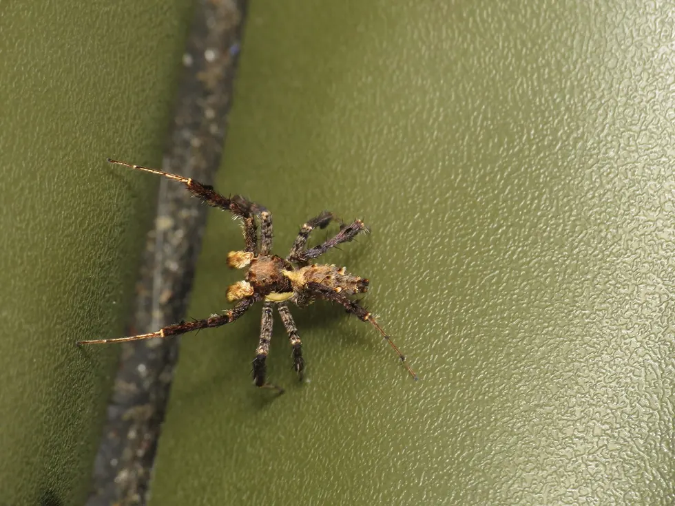 fringed jumping spider spider photo